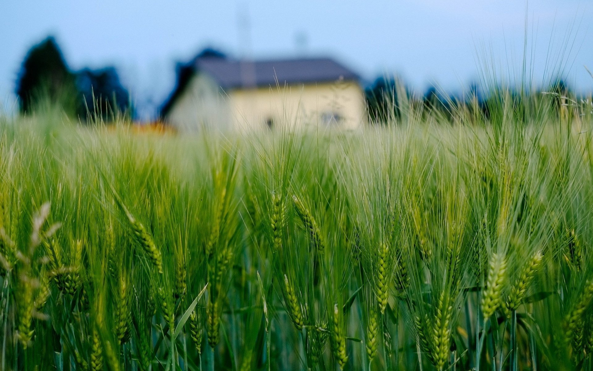 gros plan épis épillets seigle blé maison champ maison