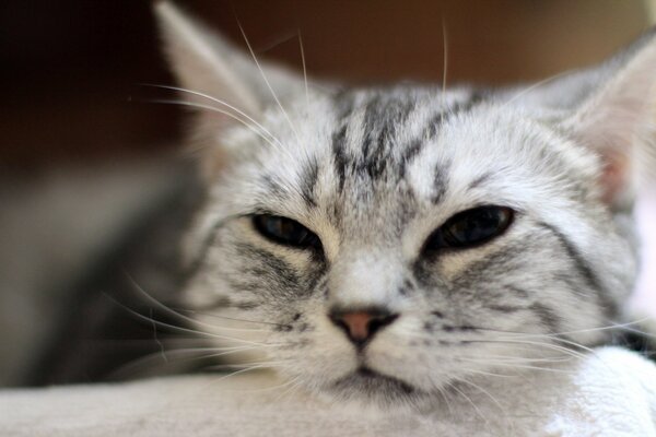 Mignon chat un peu fatigué