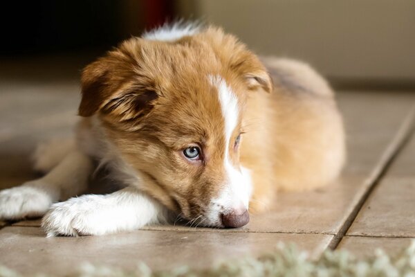 Cute puppy with blue eyes resting at home