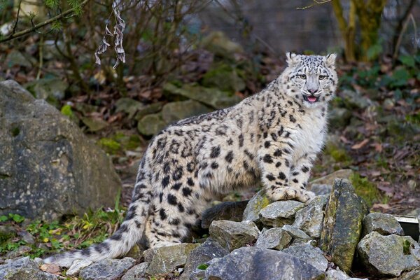 Leopardo delle nevi che guarda il suo territorio in piedi sulle rocce