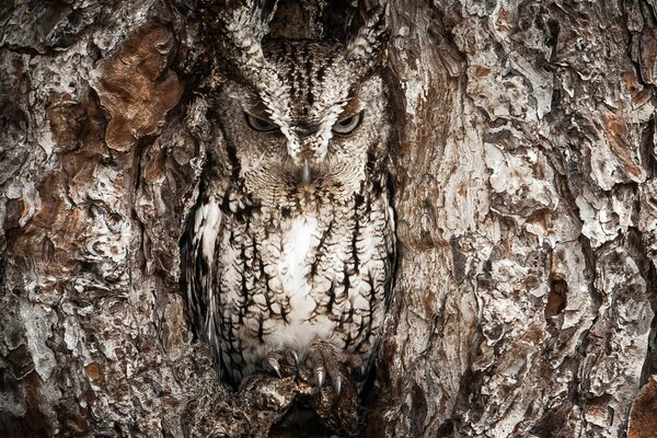 The owl merges with the trunk of a tree