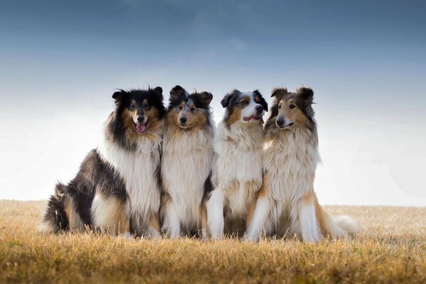 A collie column is photographed in the middle of a mown meadow