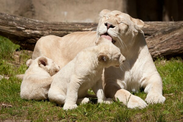 Familia de tres leones blancos