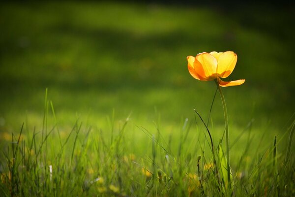 Einsame gelbe Blume auf dem grünen Rasen