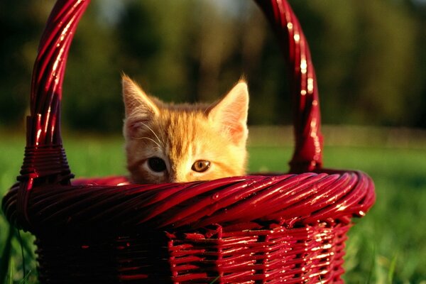 Gattino rosso che fa capolino dal cestino rosso