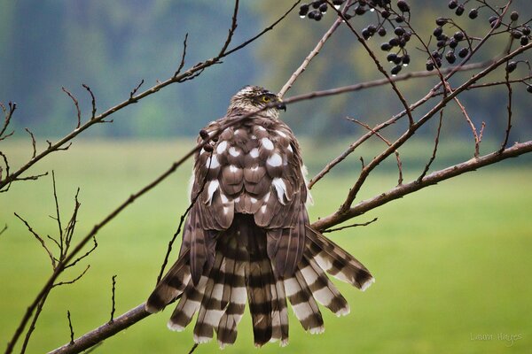 A falcon with a gorgeous loose tail