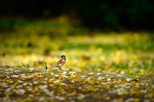 Sparrow on the background of fallen yellow leaves