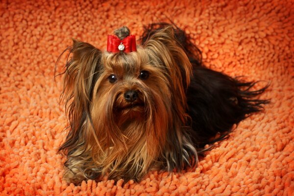 Ein Yorkshire Terrier mit roter Schleife liegt auf einem dicken Teppich