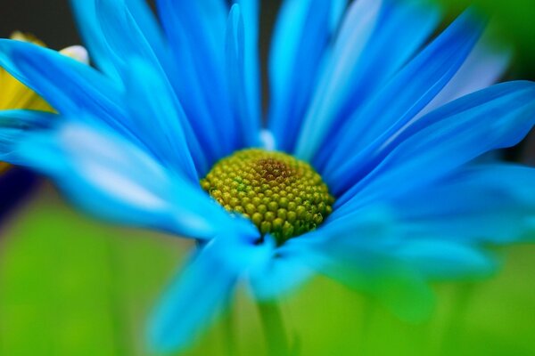 Fiore blu su sfondo verde