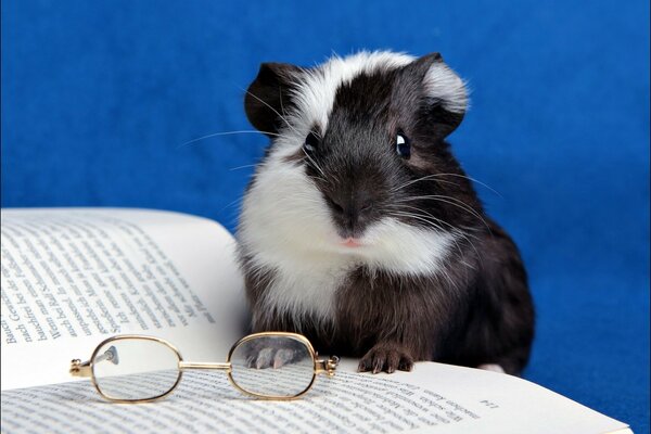 A guinea pig is sitting on an open book