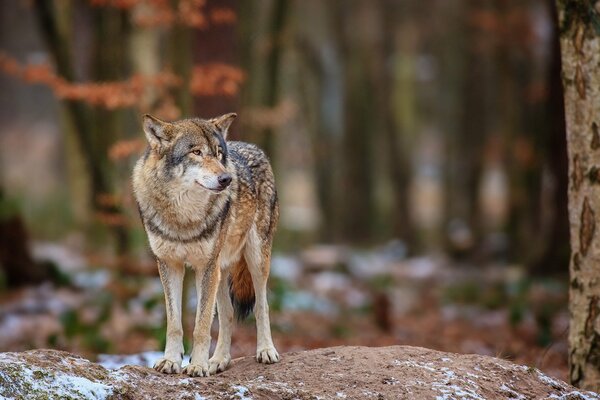 Wolf on the background of a forest and a tree