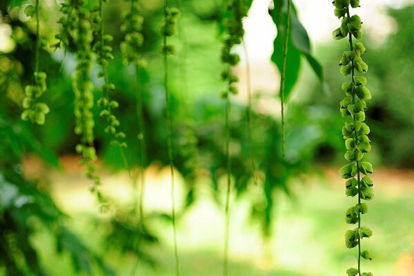 Hängende Peitschen von grünen Blumen auf verschwommenem Hintergrund