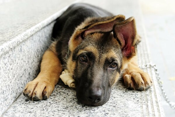 Cachorro de perro pastor con orejas grandes yace en un escalón