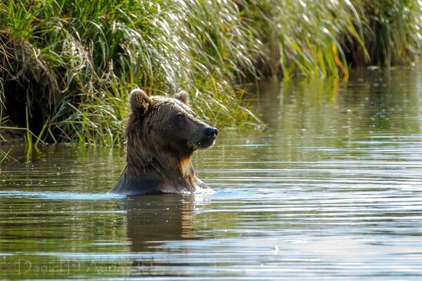 Brown bear swims in the lake