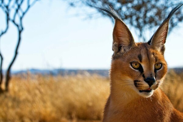 Steppe lynx caracal on the background of yellow grass