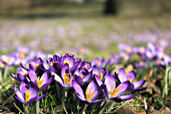 Crocus violets au printemps