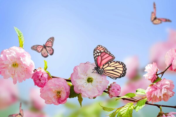 Primavera, flores, mariposas, naturaleza que agrada a los ojos