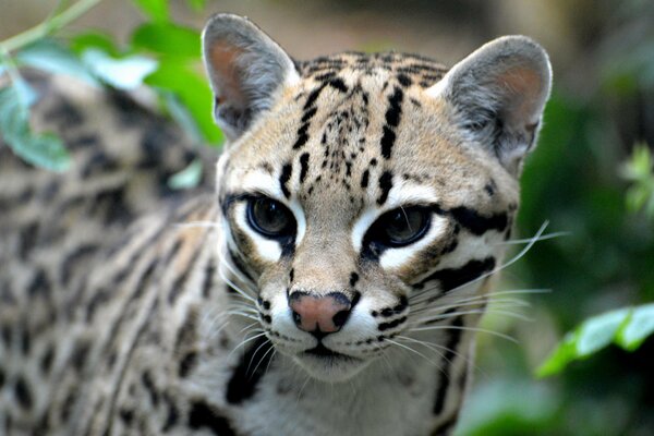 Tête d Ocelot sur fond de feuillage vert