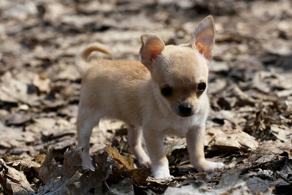 A small chihuahua puppy walks through the leaves in autumn in the park