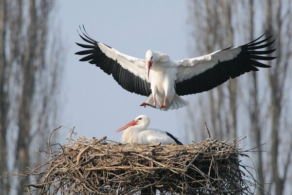 A pair of storks in a nest against the background of nature