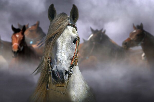 Cheval gris sur un fond de chevaux grisonnants