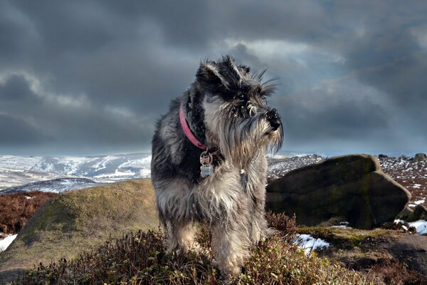 The dog stands against the background of the mountains. Nature walk