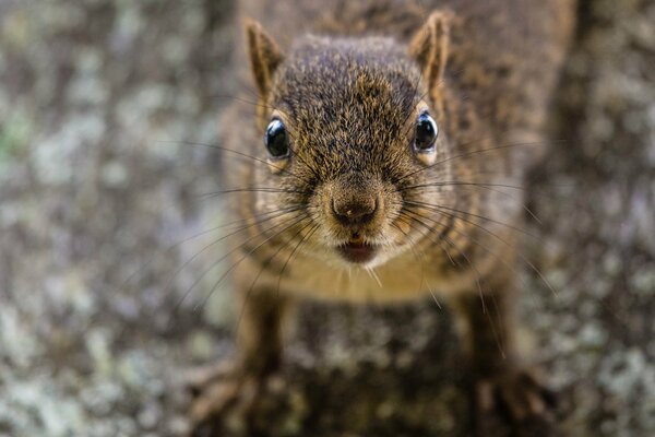 Portrait of a red squirrel on a blurry background