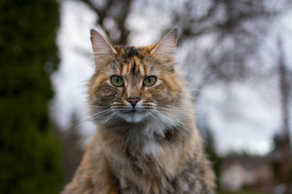 Foto di un gatto peloso tricolore