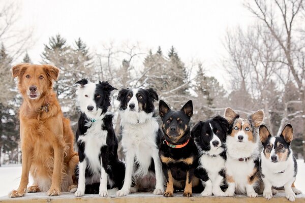 Diferentes perros en un paseo en el bosque nevado