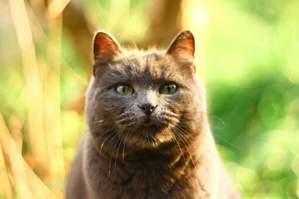 Graue Katze posiert vor dem Hintergrund eines grünen Dickichts