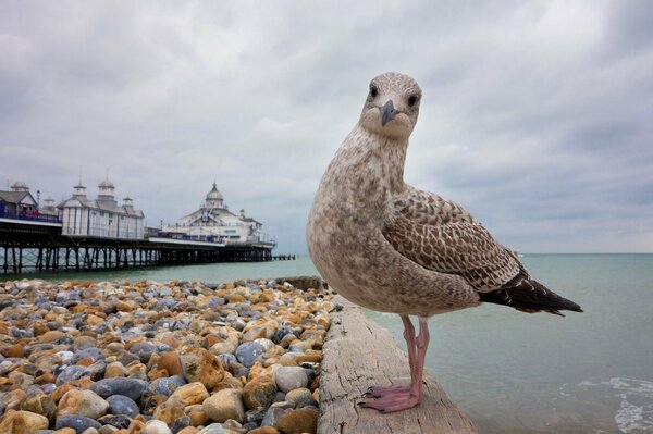 Möwe am Strand schaut in die Kamera