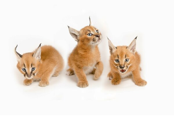 Trinité des petits Rousses caracals