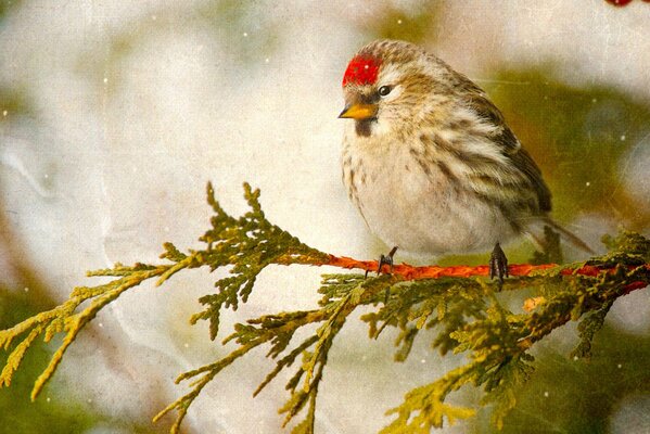 Oiseau gris avec touffe rouge assis sur une branche