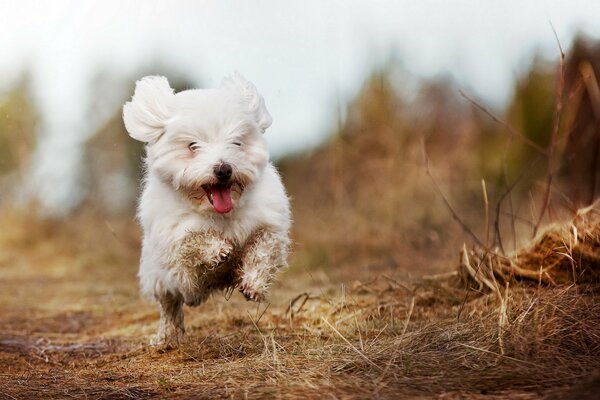 Pequeño perro blanco corriendo por el campo