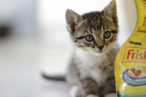 Gray kitten next to the food