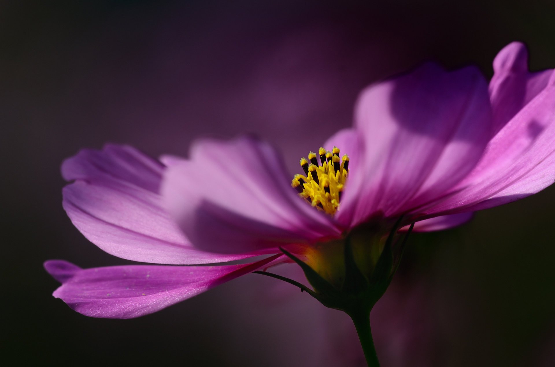 cremisi macro fiore cosmea messa a fuoco petali