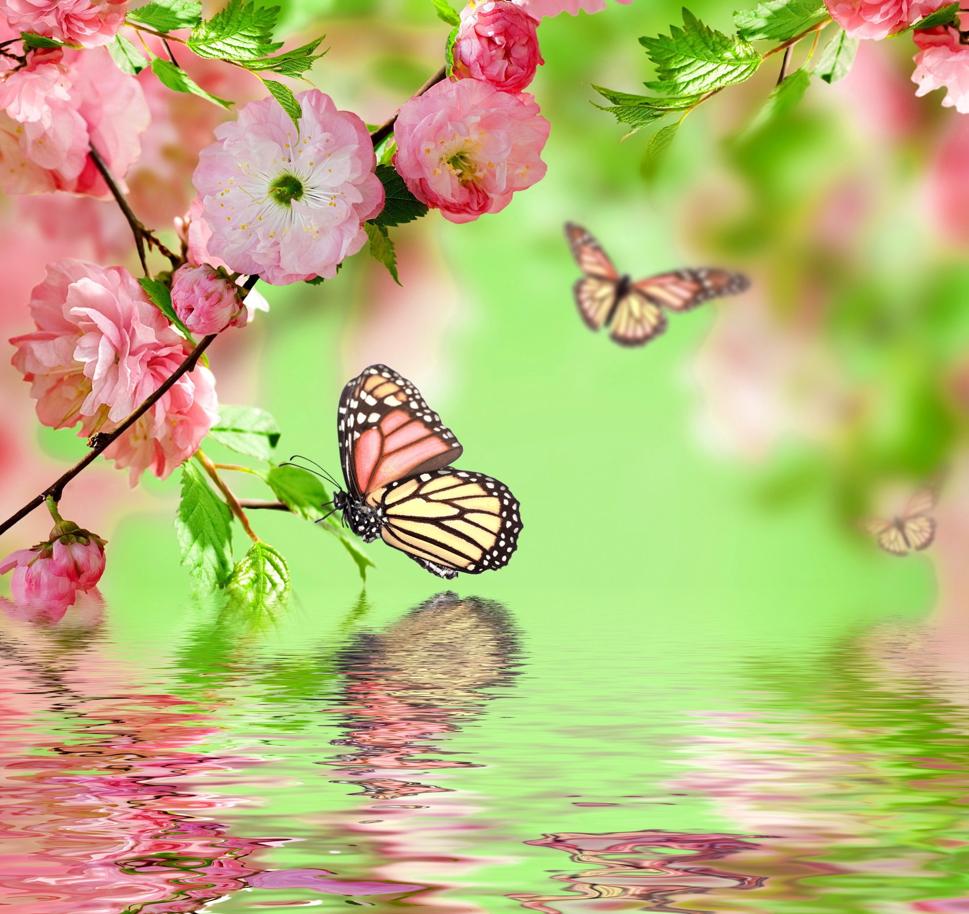 pring blossom water flowers pink butterflies bloom spring reflection