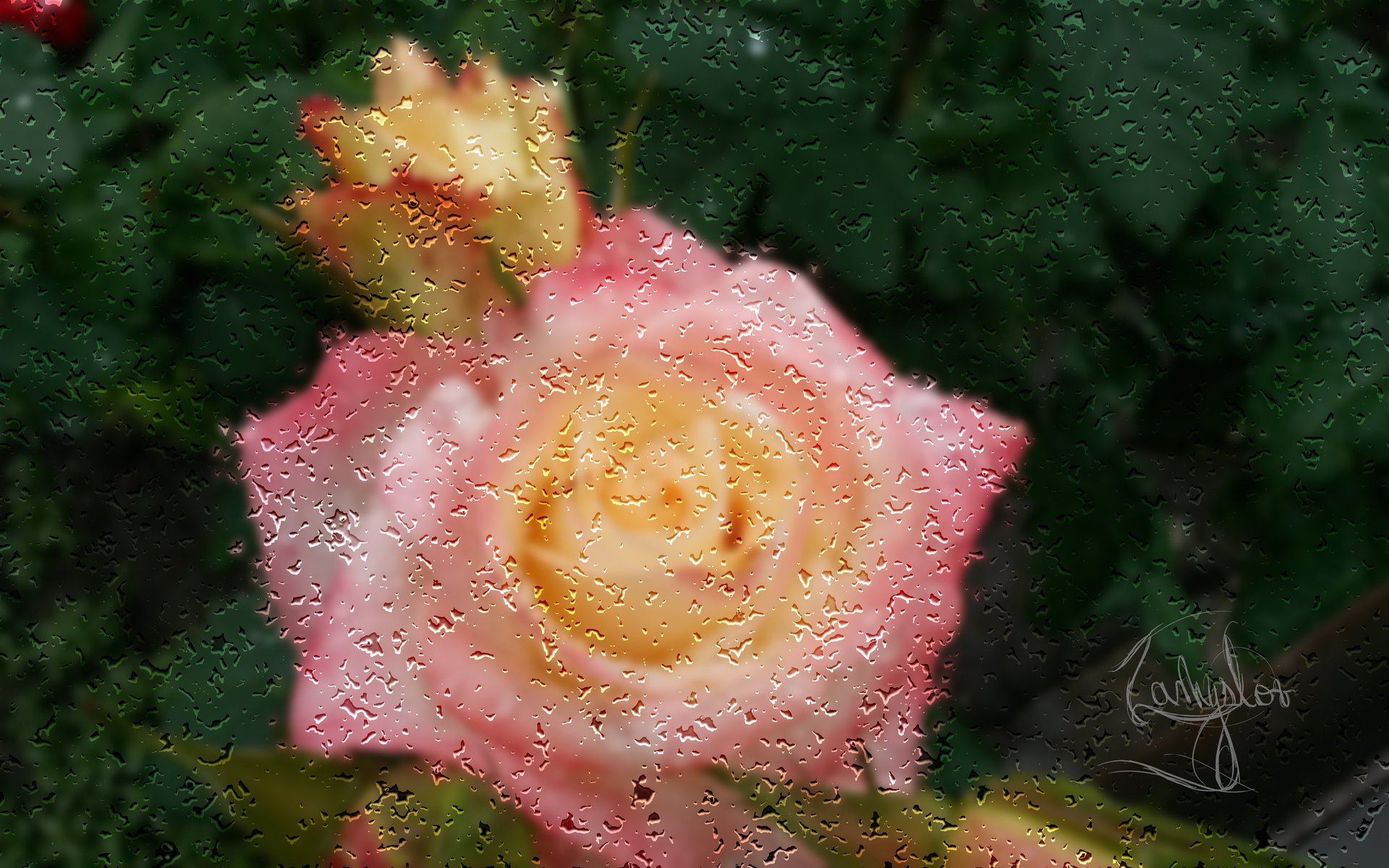 flores rosa lluvia gotas vidrio