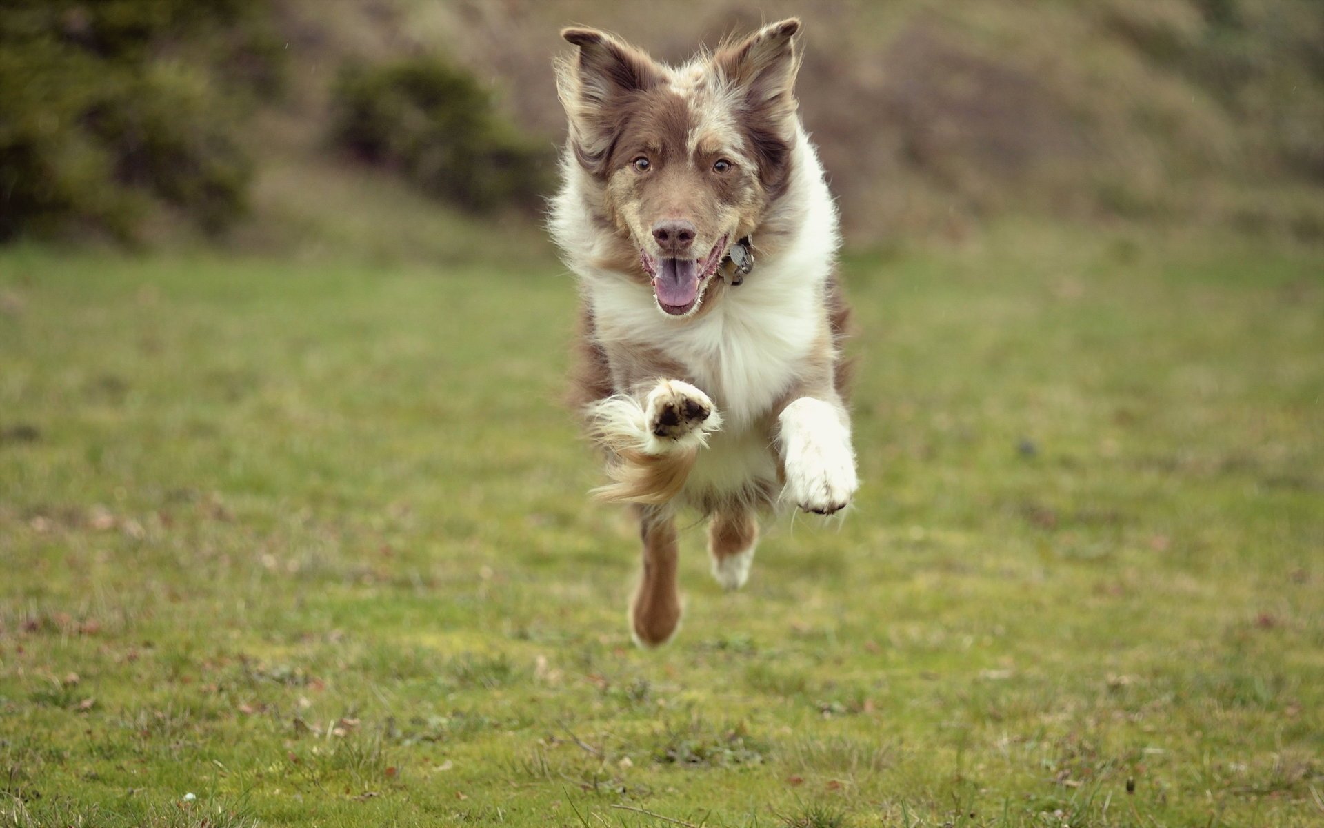 perro campo correr