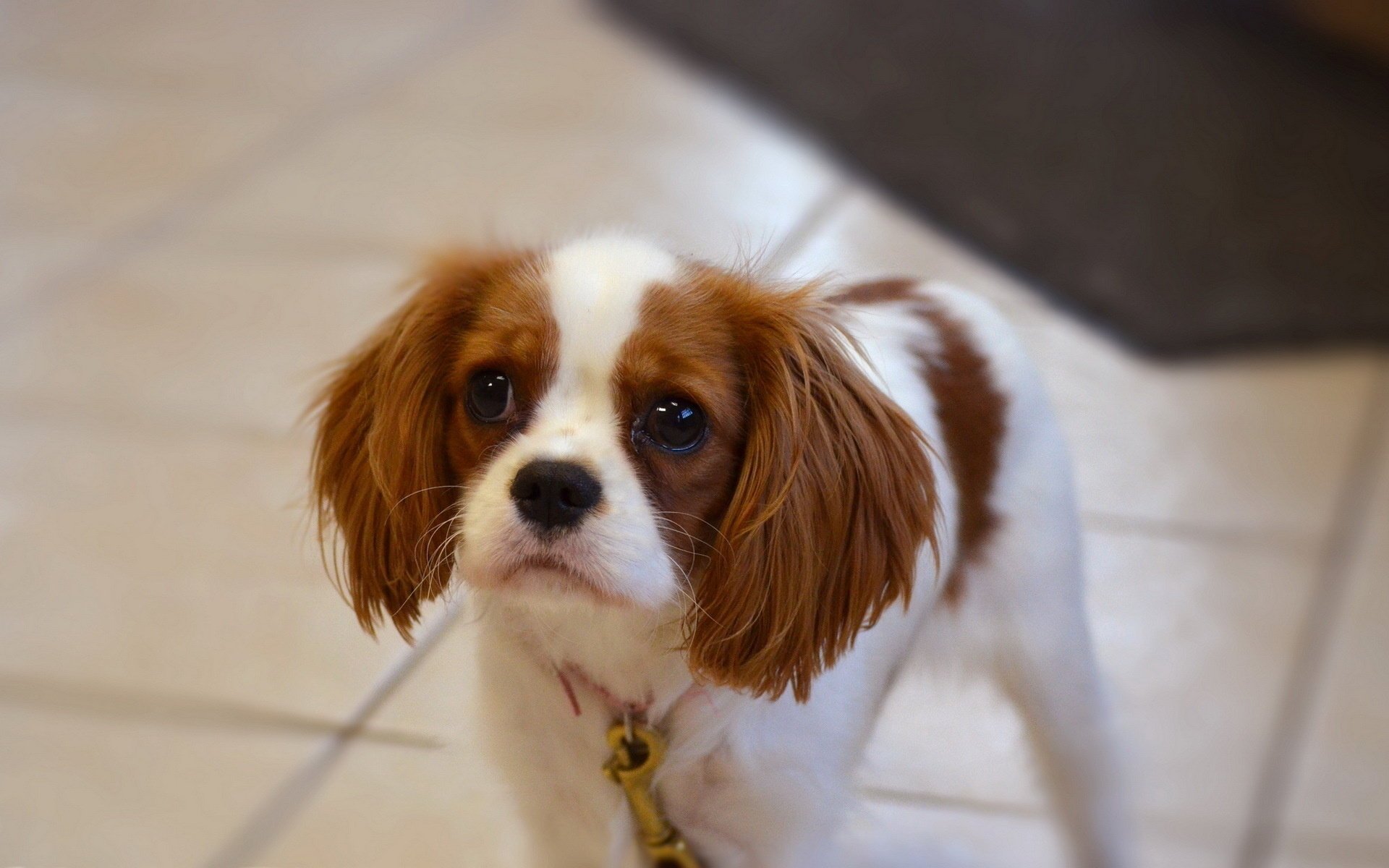 cane cucciolo sguardo