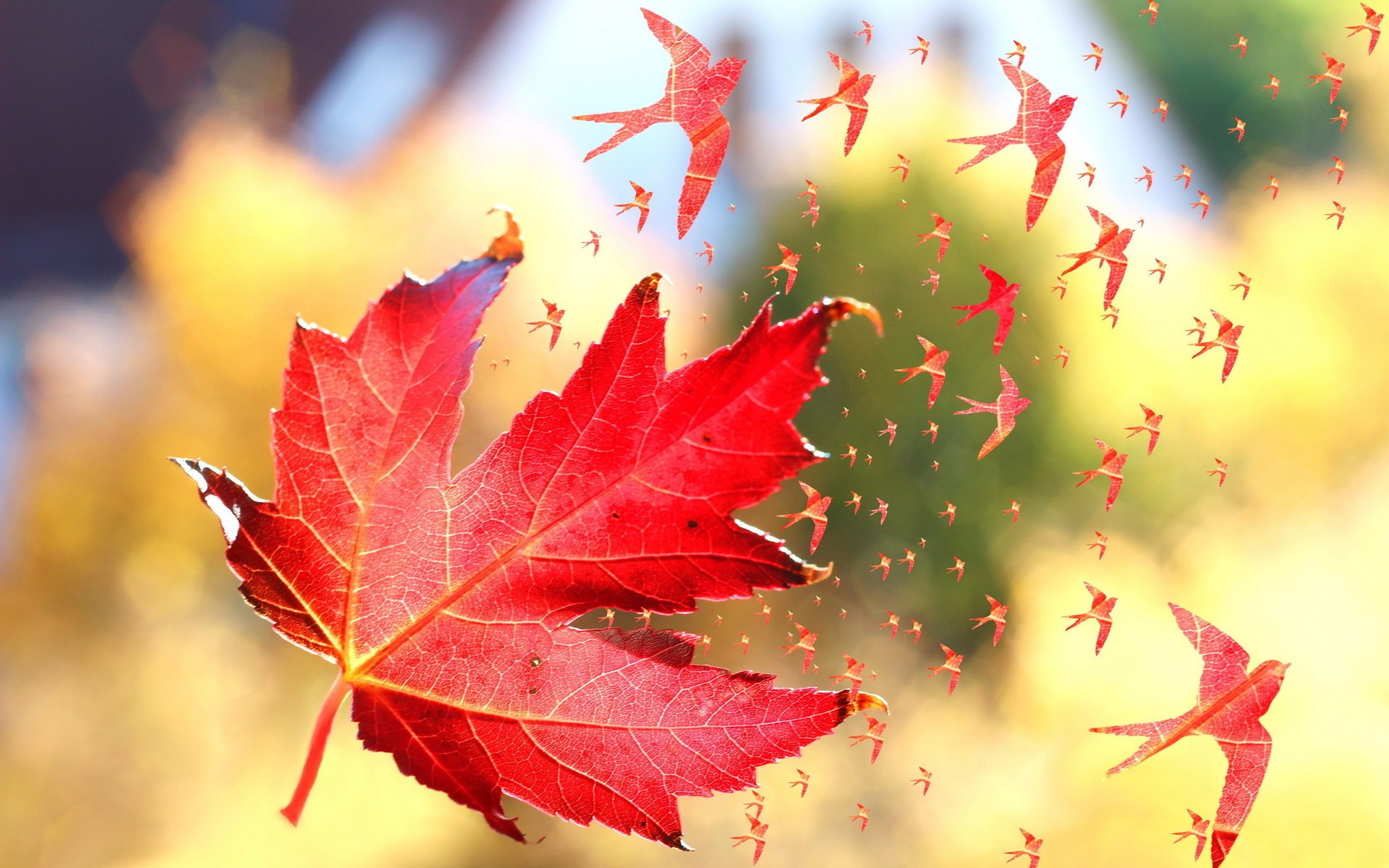 blatt herbst makro vögel