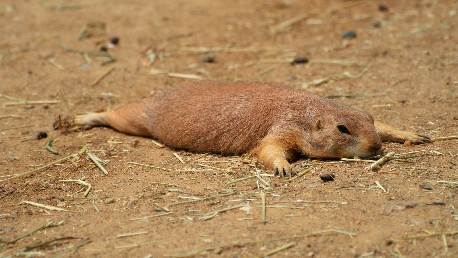 fuori cane della prateria roditore