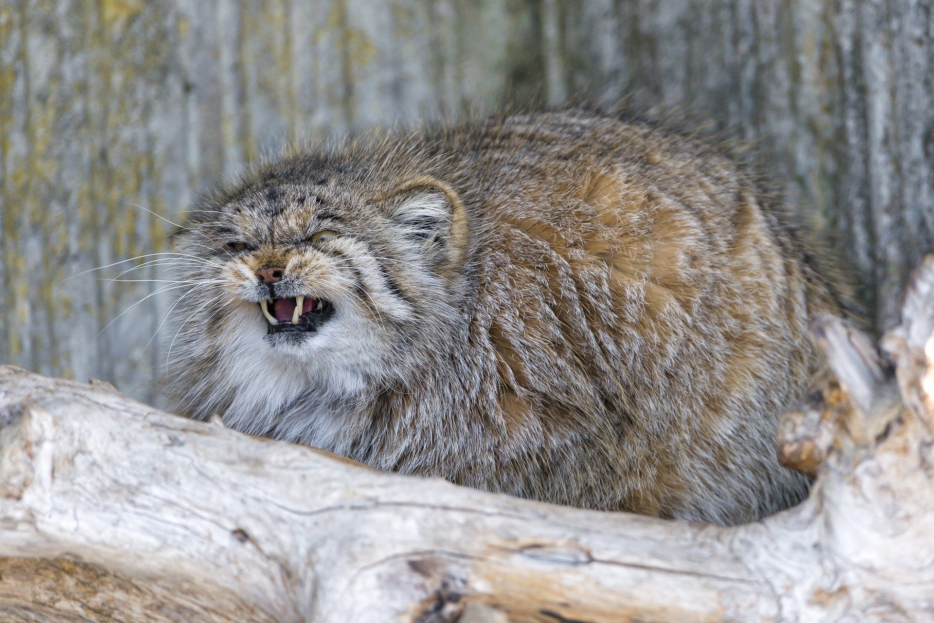 gatto ctambako la jaguar peloso arrabbiato manul zanne