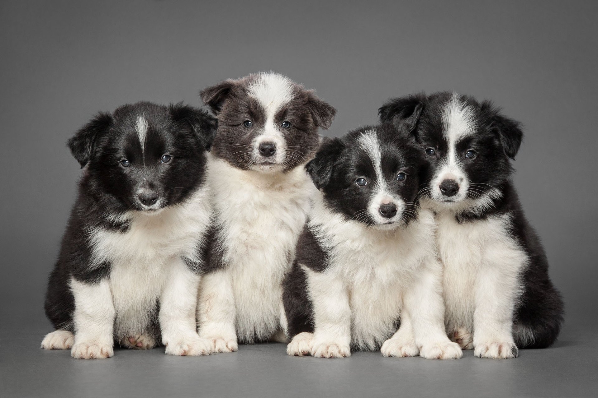 border collie kwartet szczenięta