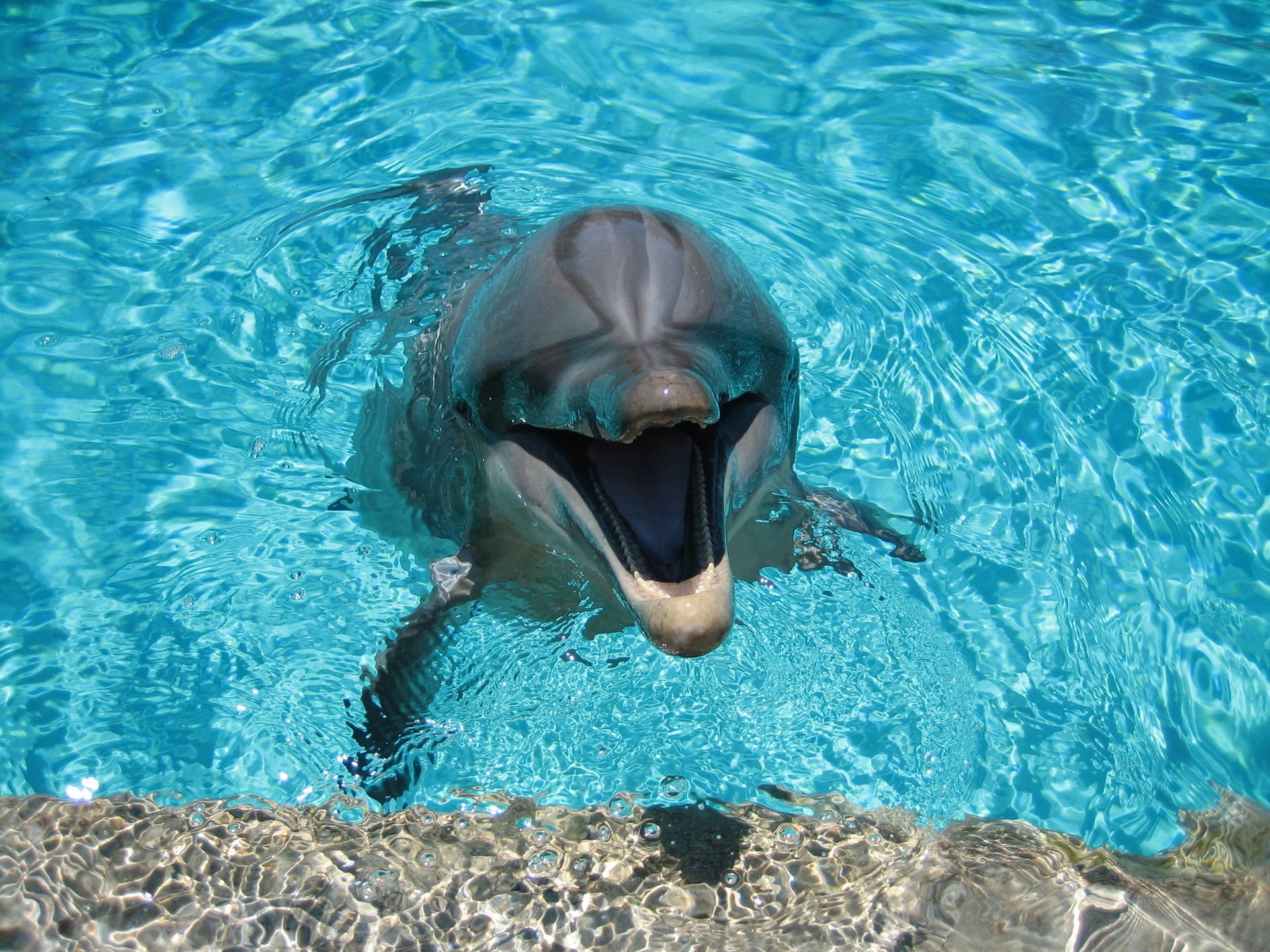 delphin wasser lächeln