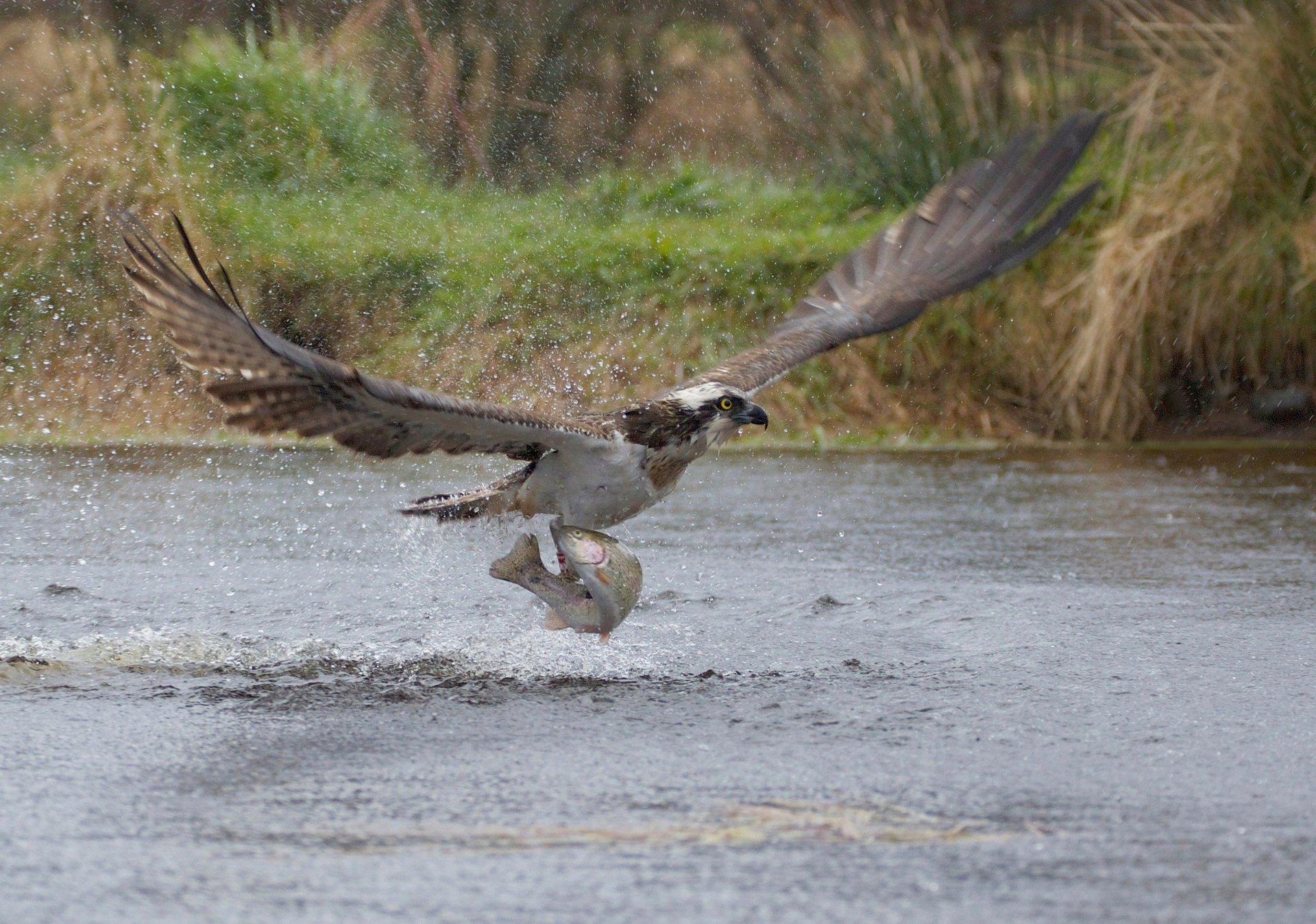 take-off fish catch bird predator take-off splash osprey