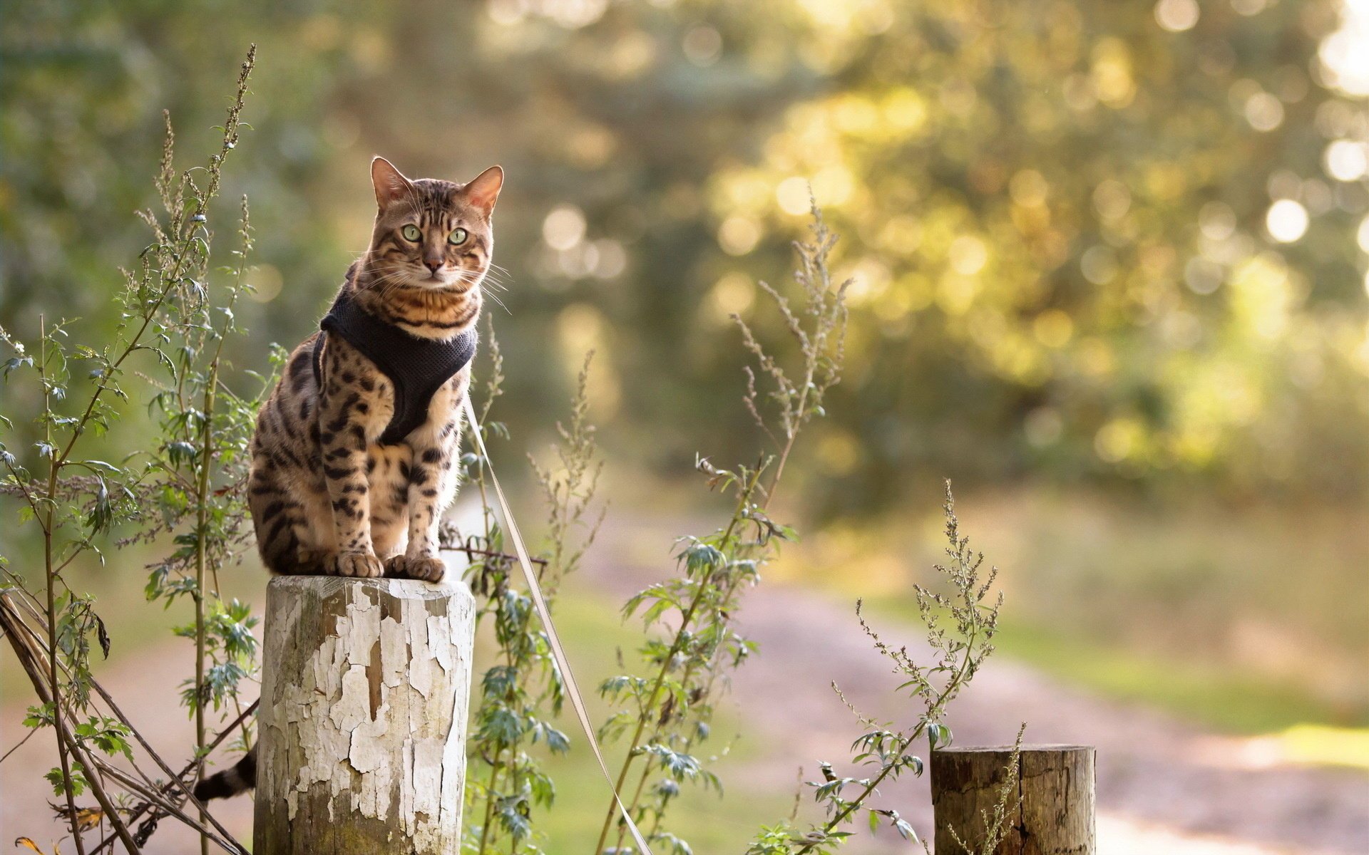 katze natur blick