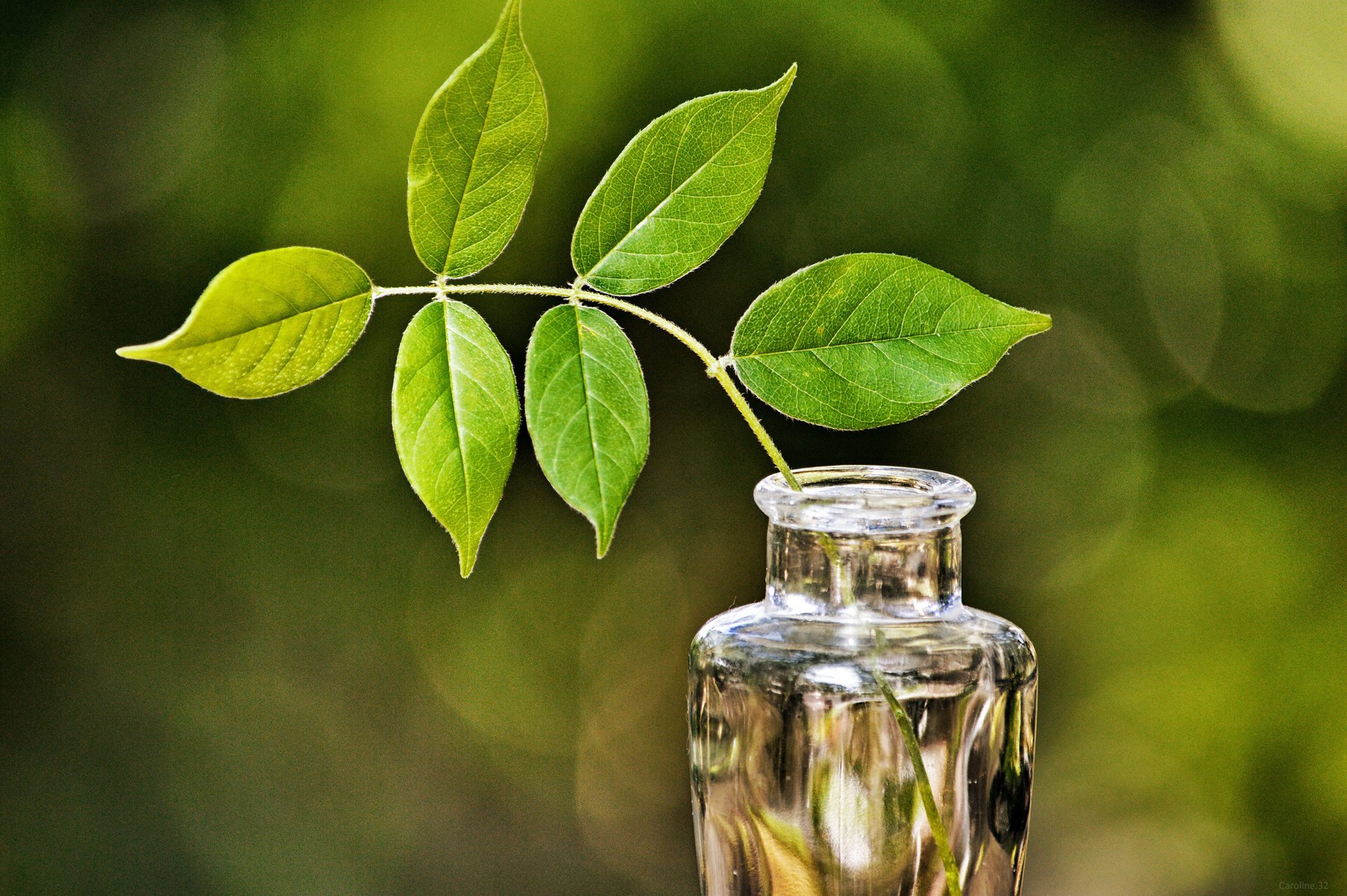 vaso verde foglie abbagliamento vetro ramo