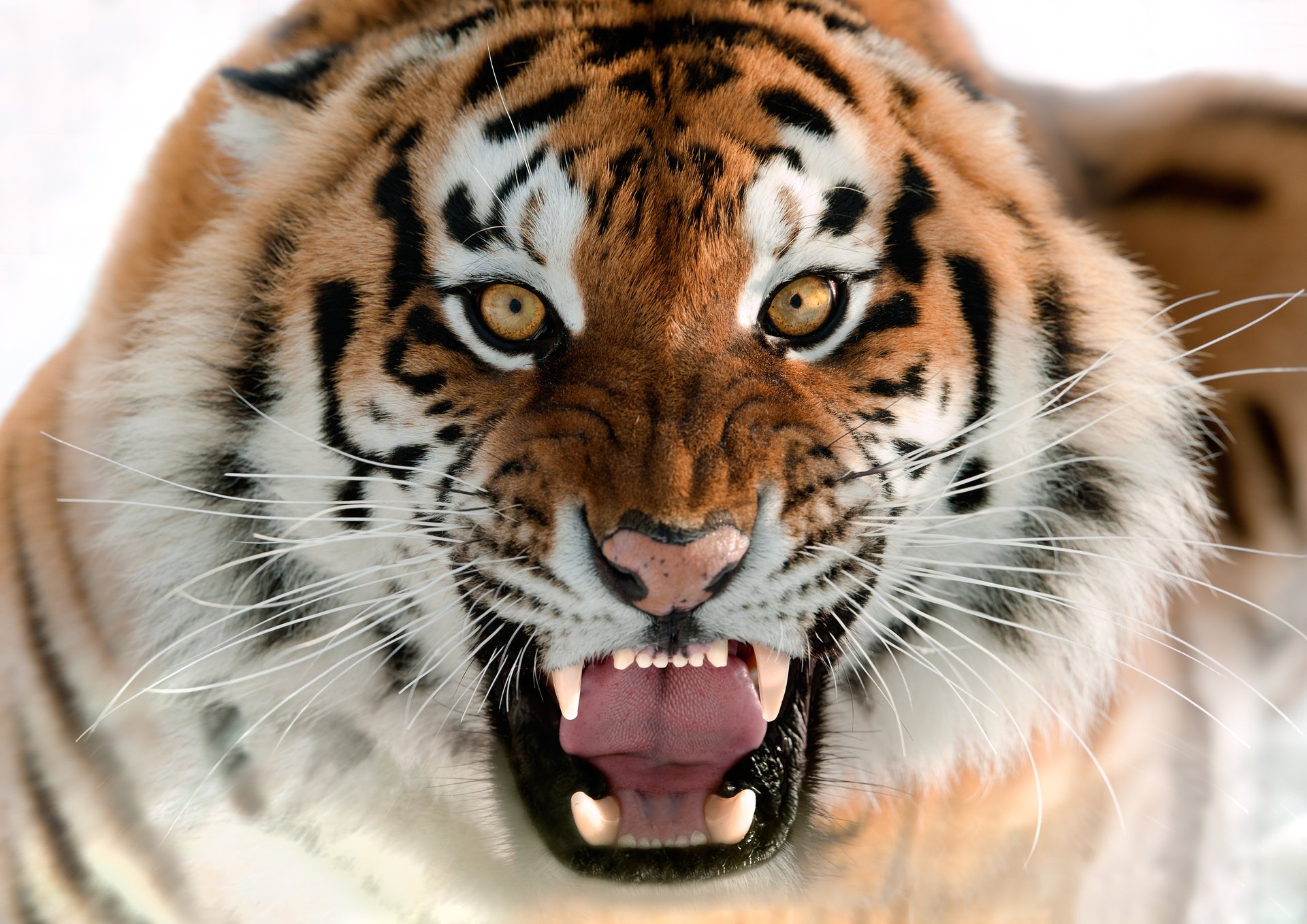 the amur tiger cat grin face fang