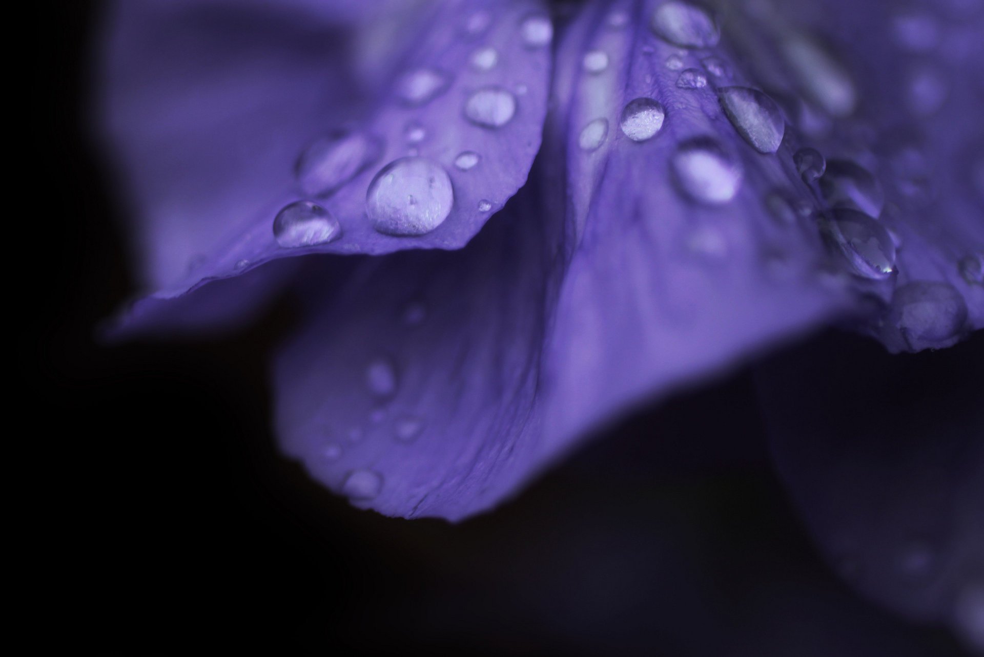 macro flor gota rocío flor macro flor gota